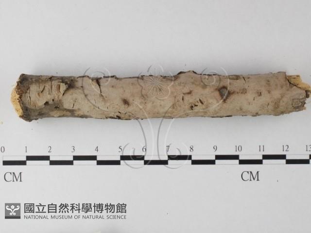 筍殼菌屬藏品圖，第1張