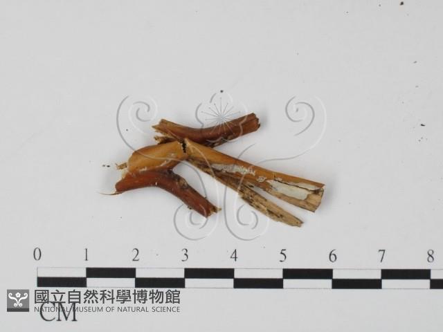 登錄號:F0005374藏品圖，第1張