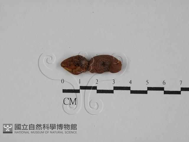 登錄號:F0029374藏品圖，第1張