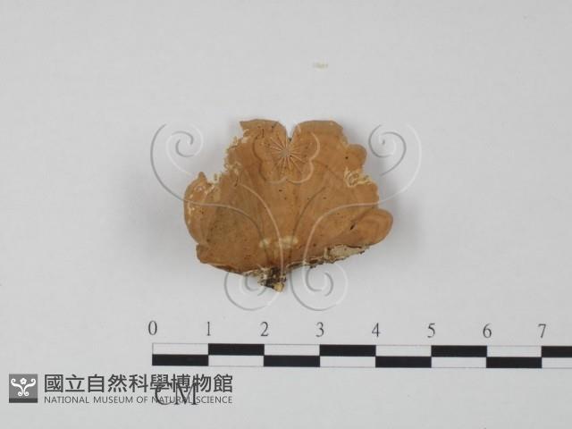 韌革菌屬藏品圖，第1張
