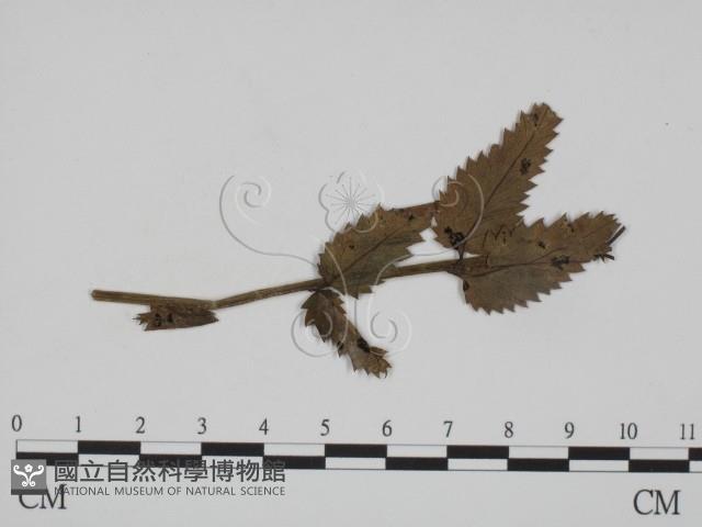 登錄號:F0019374藏品圖，第1張