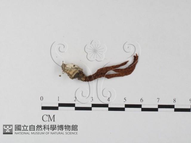 登錄號:F0023374藏品圖，第1張