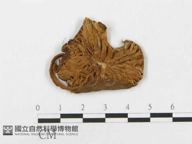 登錄號:F0003374藏品圖，第1張