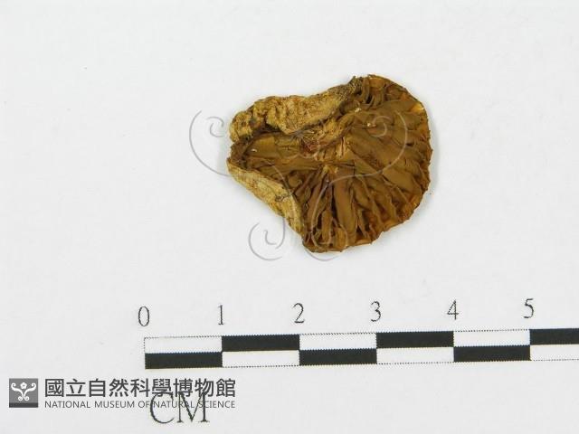 登錄號:F0013374藏品圖，第1張