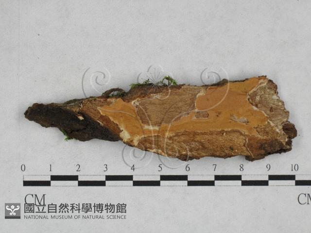 刺革菌屬藏品圖，第1張
