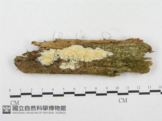 登錄號:F0008262藏品圖，第1張