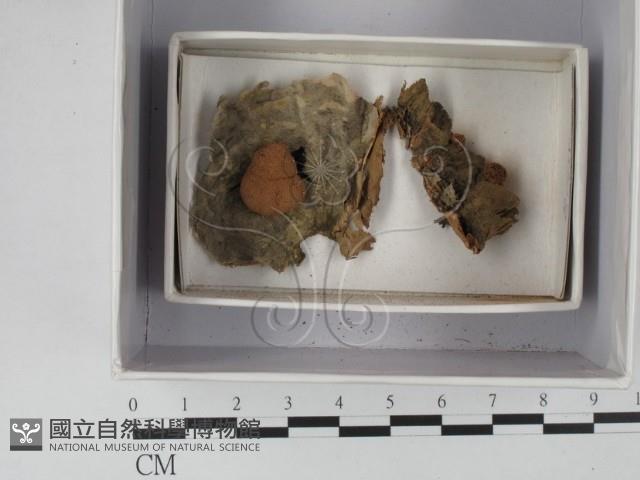 登錄號:F0018262藏品圖，第1張