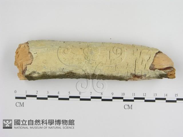 登錄號:F0000262藏品圖，第1張