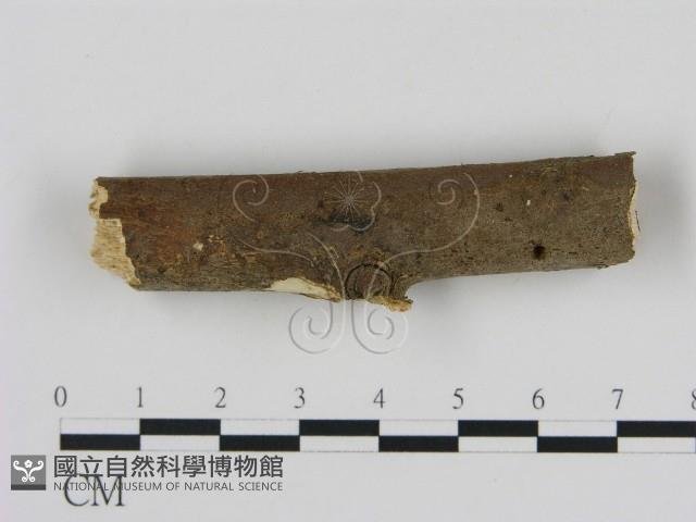 刺革菌屬藏品圖，第1張