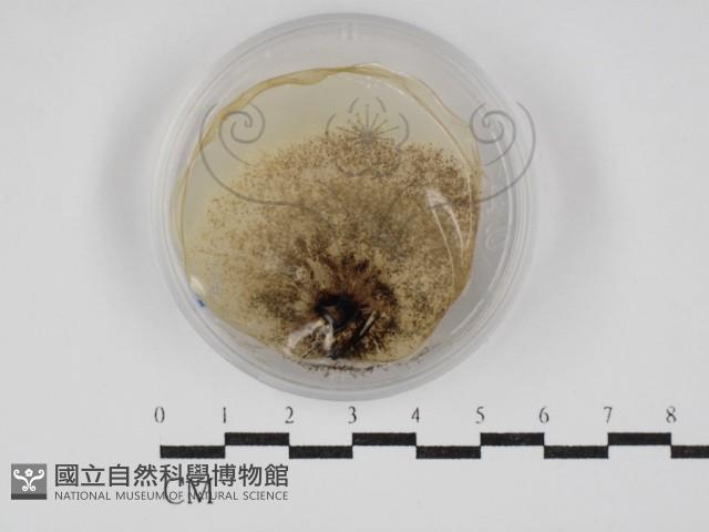 登錄號:F0030262藏品圖，第1張