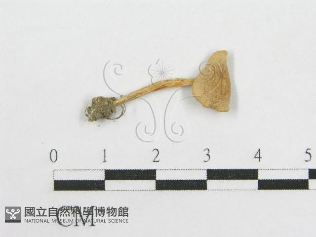 粉褶菌屬藏品圖，第1張
