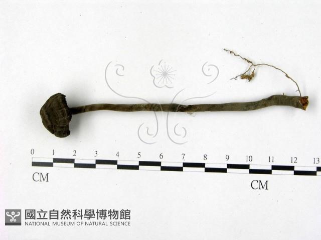 登錄號:F0011262藏品圖，第1張