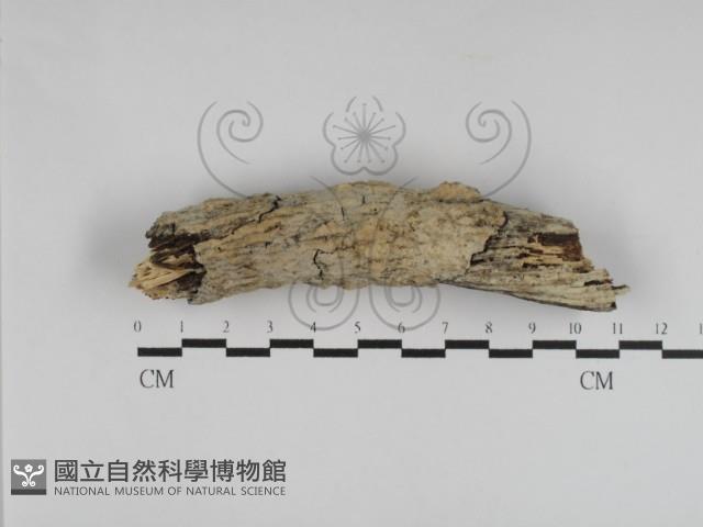登錄號:F0031262藏品圖，第1張