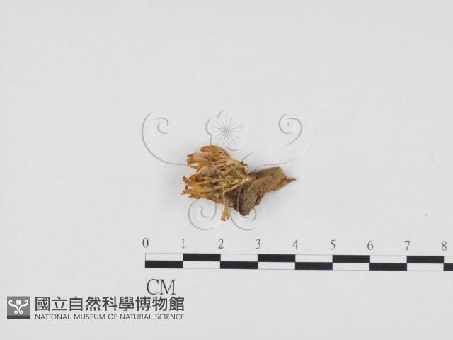 登錄號:F0024262藏品圖，第1張