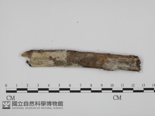 粗糙孢菌屬藏品圖，第1張