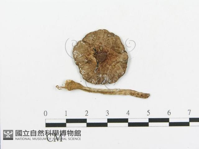 傘菌屬藏品圖，第1張