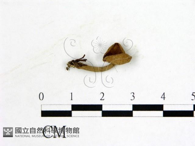 登錄號:F0022262藏品圖，第1張