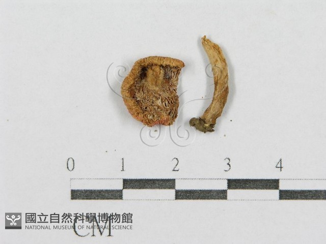 紅菇屬藏品圖，第1張