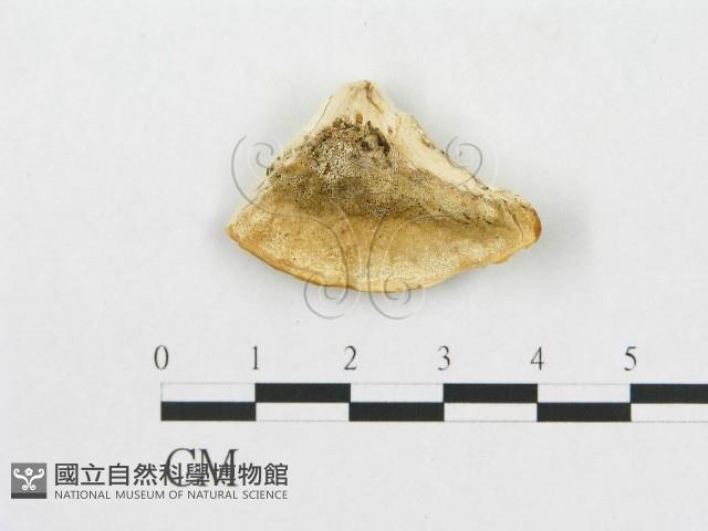 登錄號:F0007262藏品圖，第1張