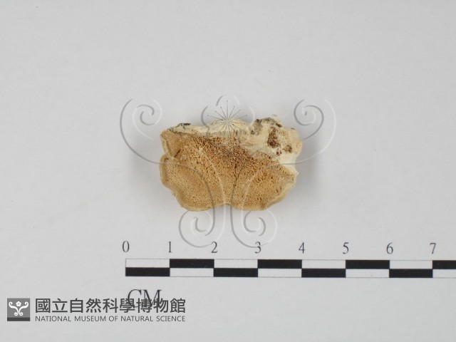 登錄號:F0017262藏品圖，第1張