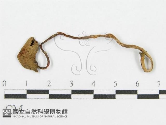 登錄號:F0005262藏品圖，第1張