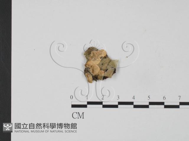 韌革菌屬藏品圖，第1張