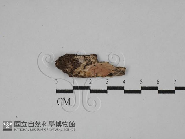 顯絲菌屬藏品圖，第1張