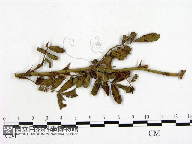 登錄號:F0019262藏品圖，第1張