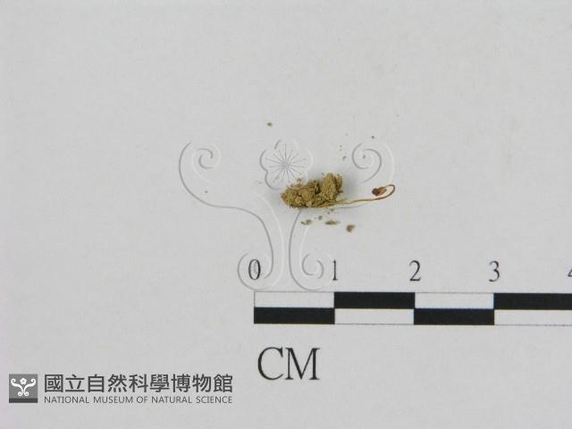 小菇屬藏品圖，第1張