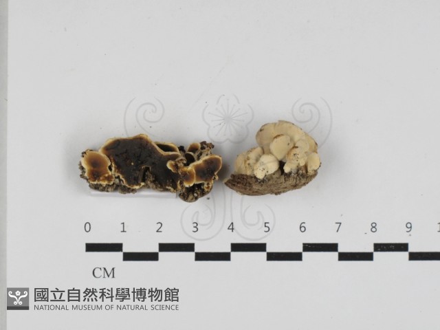 膠孔菌屬藏品圖，第1張