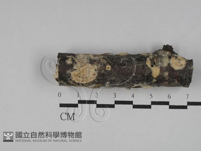 耙菌屬藏品圖，第1張