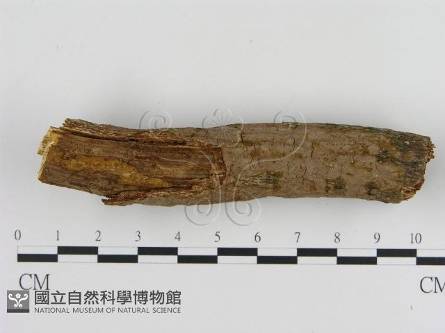 刺革菌屬藏品圖，第1張