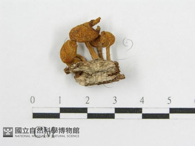 登錄號:F0010862藏品圖，第1張