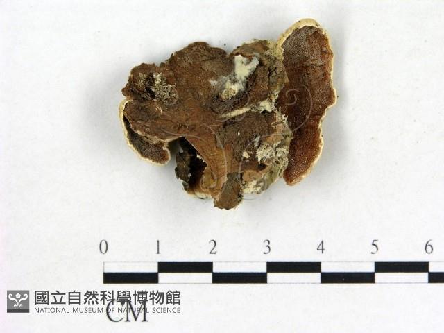 登錄號:F0006862藏品圖，第1張