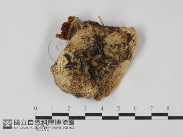 乳菇屬藏品圖，第1張