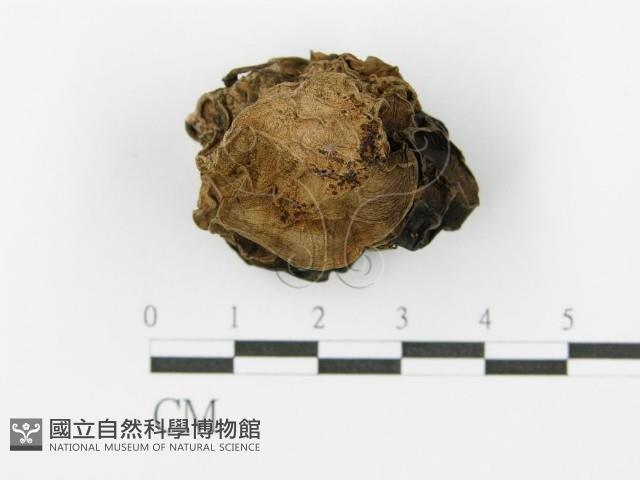 登錄號:F0001862藏品圖，第1張