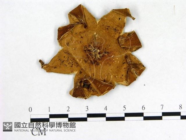 登錄號:F0011862藏品圖，第1張