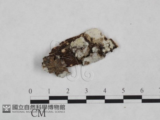 絲皮菌屬藏品圖，第1張