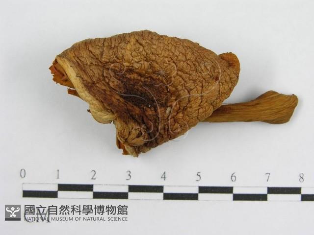 登錄號:F0004862藏品圖，第1張