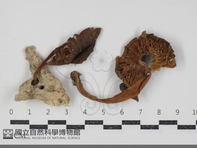 登錄號:F0034862藏品圖，第1張