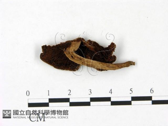 登錄號:F0022862藏品圖，第1張