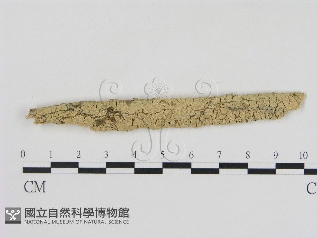 登錄號:F0002862藏品圖，第1張