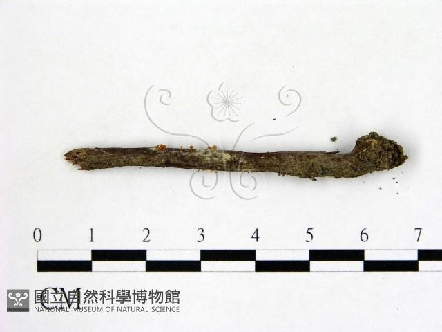 登錄號:F0012862藏品圖，第1張