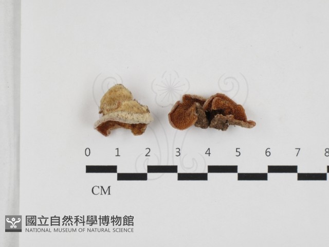 登錄號:F0032862藏品圖，第1張
