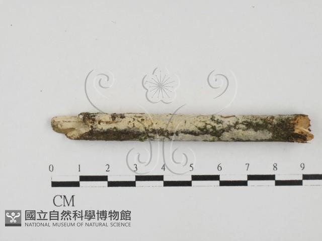 絲齒菌屬藏品圖，第1張