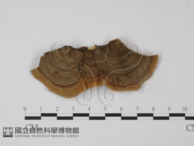 韌革菌屬藏品圖，第1張