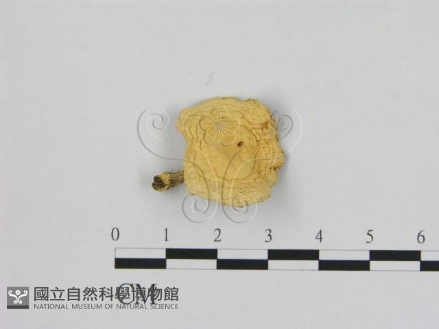 登錄號:F0015862藏品圖，第1張