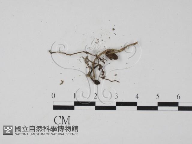 登錄號:F0009862藏品圖，第1張