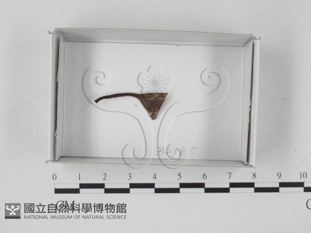 登錄號:F0019862藏品圖，第1張
