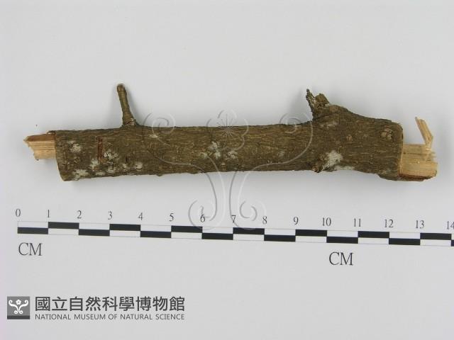 剛毛絲皮菌藏品圖，第1張